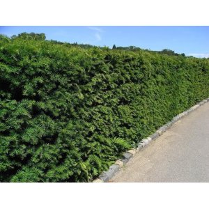 Tis obyčajný (Taxus baccata) - výška: 30-40 cm, kont. C3L 